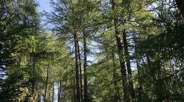 7 Bergwaldprojekt-Lärchenwiesen © Christina Schwann Lärchenwiesen