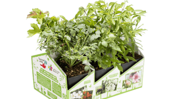 Hecken 6er Tragerl Da komm ich her © REWE International Hecken 6er Tragerl Da komm ich her