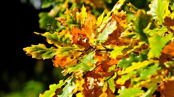 K-Eichenhain-Jahreszeitenkräfte im Wienerwald-BlätterHerbst-C-POV © pov Blätter im Herbst