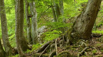 Die alten Buchenwälder im Nationalpark Kalkalpen (c) Matthias Schickhofer © Matthias Schickhofer Buchenwald