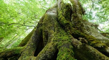 Nationalpark Kalkalpen / Oberösterreich / Österreich: Die alten Buchenwälder in der Naturzone des Nationalparks wurden 2017 in die UNESCO Weltnaturerbe-Liste aufgenommen. Der Nationalpark Kalkalpen beherbergt die größte, streng geschützte Waldwildnis der Alpen. Einst bedeckten riesige Buchenurwälder große Teile Europas. Doch die ursprünglichen Rotbuchenwälder sind heute sehr selten geworden... © Matthias Schickhofer Buchenwald
