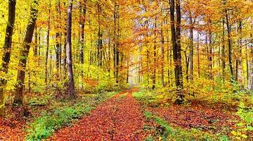 Laubwald im Herbst (c) Pixabay © Laubwald im Herbst (c) Pixabay