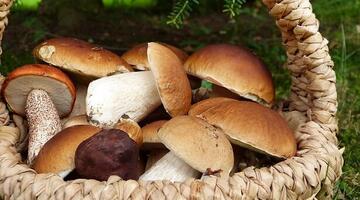 pilze_korb © silviarita/Pixabay Pilze suchen