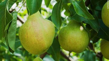 Alte-Obstbaumsorte-Birne © Elena Vyaseleva/Shutterstock.com Birnen am Baum