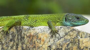 Östliche Smaragdeidechse © Bildagentur Zoonar/Shutterstock.com Östliche Smaragdeidechse