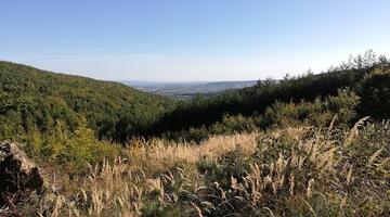 Wiese unterm blauen Himmel