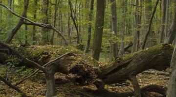 Wien / Lainzer Tiergarten: Exkursion in das Naturwaldreservat "Johannserkogel" mit Forstleiter Hannes Lutterschmied (c) Matthias Schickhofer © Matthias Schickhofer Exkursion