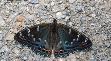 Grosser Eisvogel von Schmetterlingsapp Nutzer Matthias H.