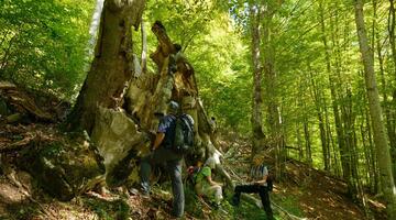 Wald