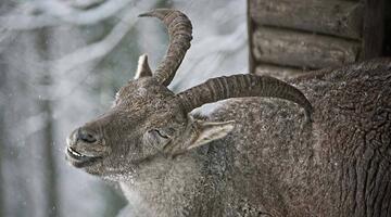 veranstaltungstipps naturveranstaltung steinbock