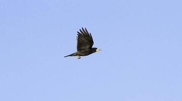 Saatkraehe im Flug