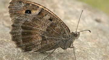 bedrohter Schmetterling: die Berghexe