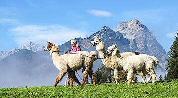 geführte Wanderung mit Alpakas