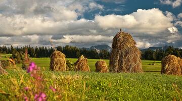 Heutrocknung auf Heumandln in Österreich