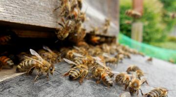 Honigbienen vor dem Bienenstock