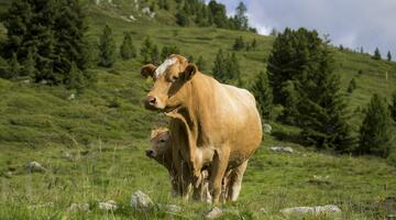 Mutterkuhhaltung auf der Alm