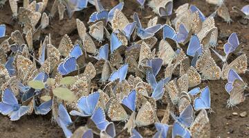 Viele Bläulingsarten Lycaenidae 