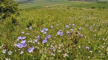 Blühender Trockenrasen mit Lein (Dernberg, Weinviertel, Niederösterreich), im Hintergrund Ebene mit Ferlder und Hecken