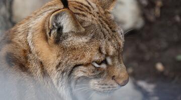 Jagd - Der Luchs zählt zu den ganzjährig geschonten Wildarten.