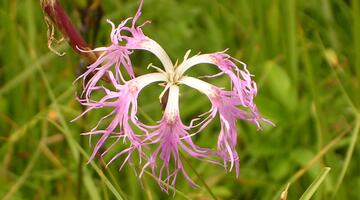 Violette Blume