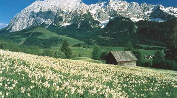 blühende Narzissenwiese im Ausseerland, im Hintergrund der Grimming © Pirker blühende Narzissenwiese im Ausseerland, im Hintergrund der Grimming