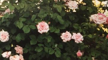 Ein Traum von Rosen © Luna Al Mousli Rosa Rosen