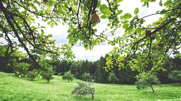 streuobstwiese