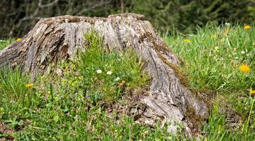 verwitterter, grauer Baumstumpf in kurzer Wiese mit Gänseblümchen- und Löwenzahn-Blüten