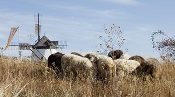 Schafe beweiden die Trockenrasen vor der Windmühle in Retz