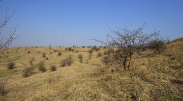 Halbtrockenrasen im Burgenland im Winter, schneefrei und mit blauem Himmel
