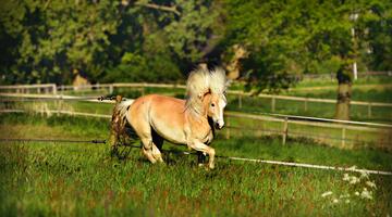 Haflinger, Pferd im Galopp mit wehender Mähne über Weide mit hohem grünen Gras