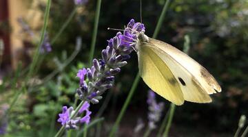 Schmetterling