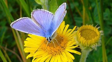 Hauhechel-Bläuling auf gelber Blume