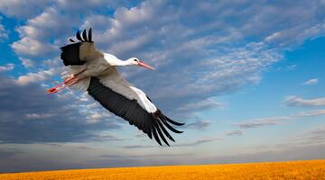 Fliegender Weißstorch.
