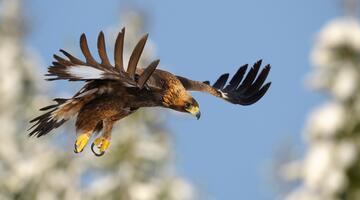 Steinadler im Flug.