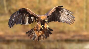 Steinadler im Flug.