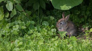 Wildkaninchen