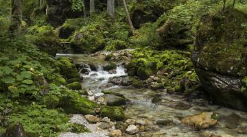 Bach im Hartelsgraben (Nationalpark Gesäuse) © Uwe Grinzinger Bach im Hartelsgraben (Nationalpark Gesäuse)
