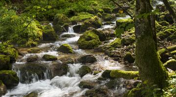 Bach im Hartelsgraben, Nationalpark Gesäuse © Uwe Grinzinger Bach im Hartelsgraben, Nationalpark Gesäuse