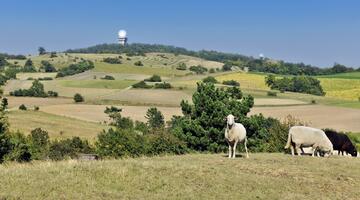 Weidelandschaft im Naturpark, im Vordergrund Schafe, im Hintergrund eine Radar-"Kugel"