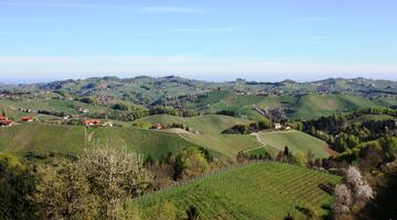 Weinberge in der Südsteiermark