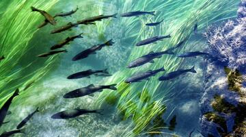 gefährdete Fische Forelle