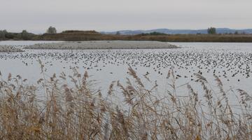 Rastende Wasservögel im Rheindelta