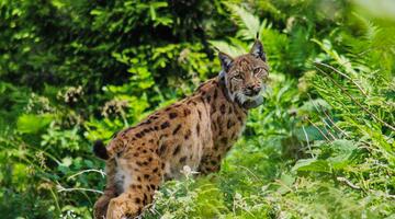 Luchs, Nationalpark Kalkalpen