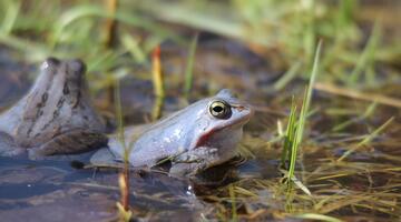 Moorfrosch