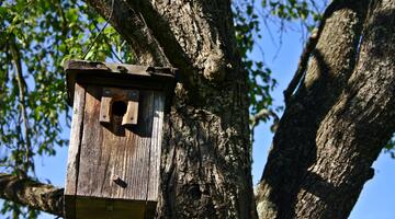 Vogelhaus bei Baum