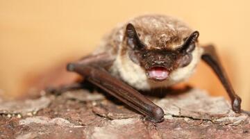 Zweifarbfledermaus "Sepp" ist der Star bei den Kindern © Petra Schattanek Zweifarbfledermaus "Sepp" ist der Star bei den Kindern © Petra Schattanek
