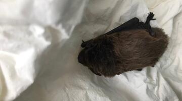 Zwergfledermaus "Joni" wird zur Zeit von Petra Schattanek zu Hause gepflegt © Ch. Schwann Zwergfledermaus "Joni" wird zur Zeit von Petra Schattanek zu Hause gepflegt © Ch. Schwann