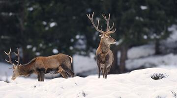 Rotwild / (c) NPHT, F. Rieder © NPHT/F. Rieder Rotwild, Hachachtal