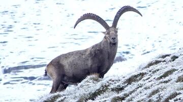 4_Steinboecke_FotoNPHT_M_Lackner3_WEB © Nicht unser Foto, aber genauso hat auch unser Steinbock ausgesehen. Ganz sicher, der war´s! © NPHT Markus Lackner